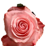 Be Sweet Rose quateur Ethiflora